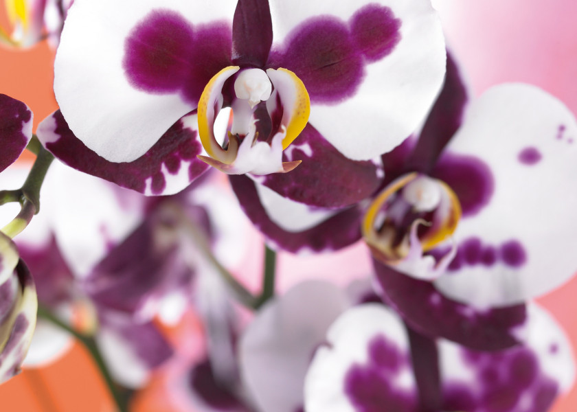 falenopsis (Phalenopsis) falenopsis (Phalenopsis)