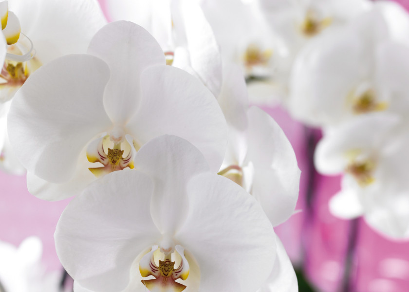 falenopsis (Phalenopsis) falenopsis (Phalenopsis)