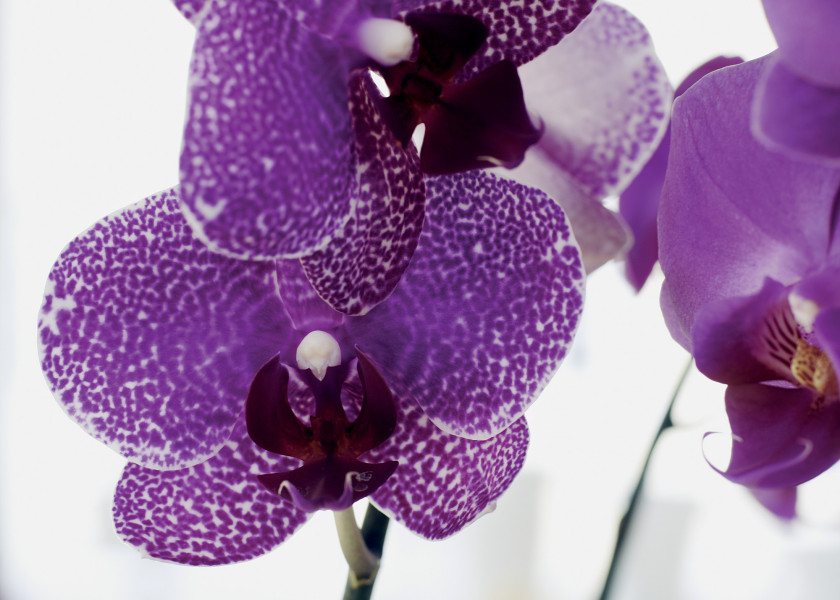 storczyk Vanda storczyk Vanda