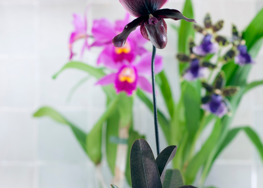 katleja, sabotek i zygopetalum katleja, sabotek i zygopetalum