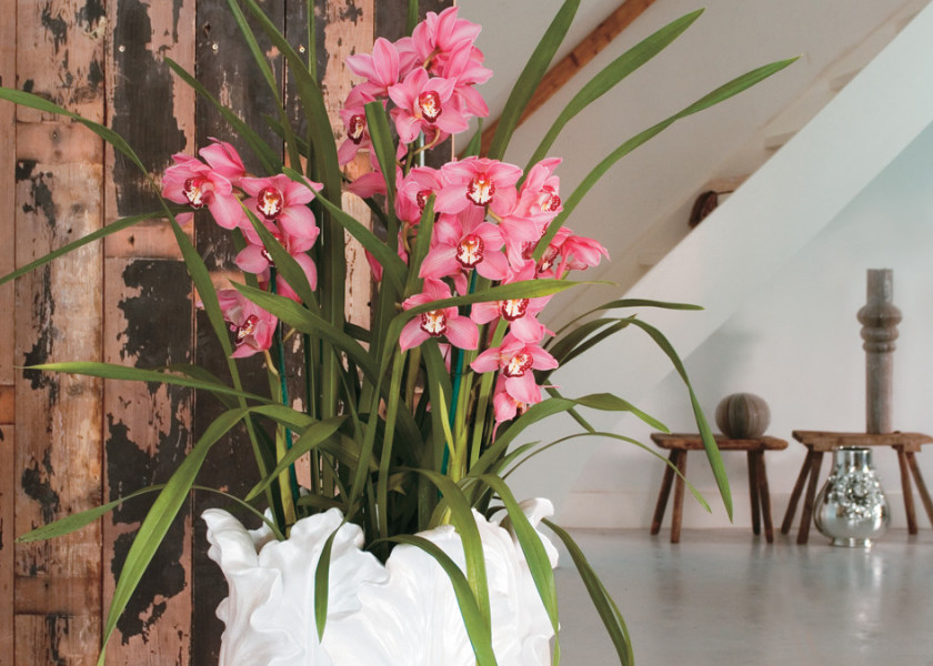cymbidium cymbidium