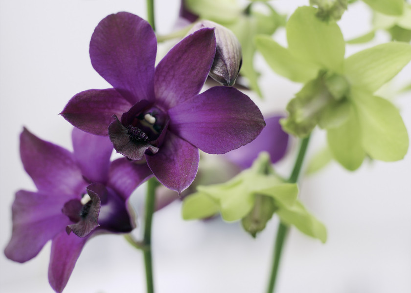 dendrobium dendrobium
