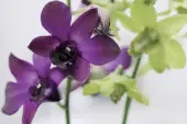 dendrobium
