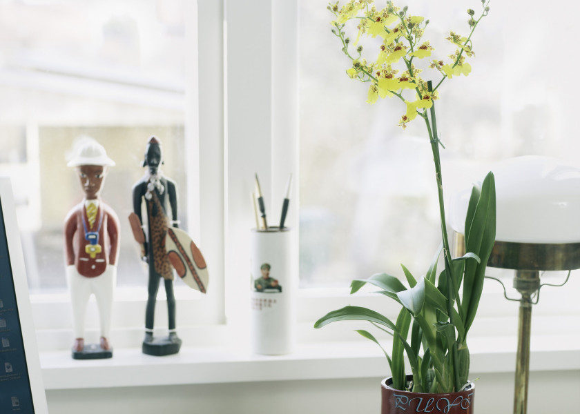 oncidium oncidium