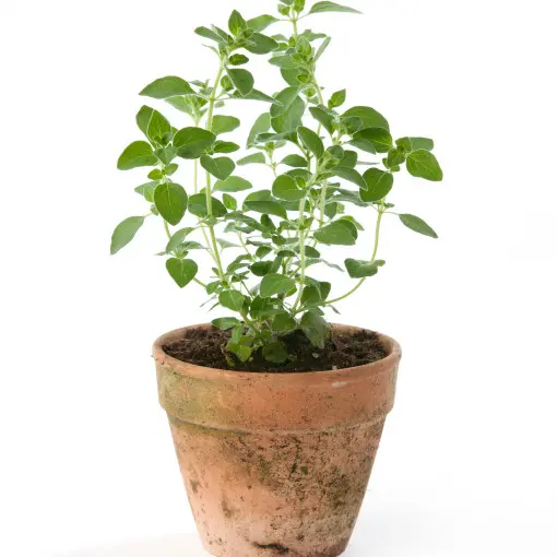 Oregano / Lebiodka pospolita