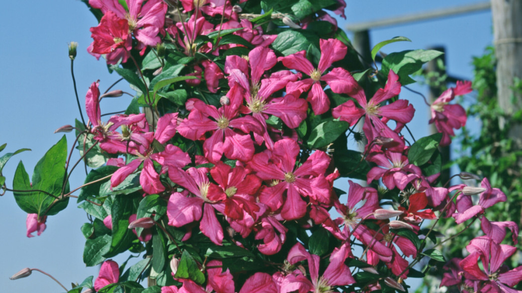 Powojnik Jackmana 'Rubra', fot. iVerde