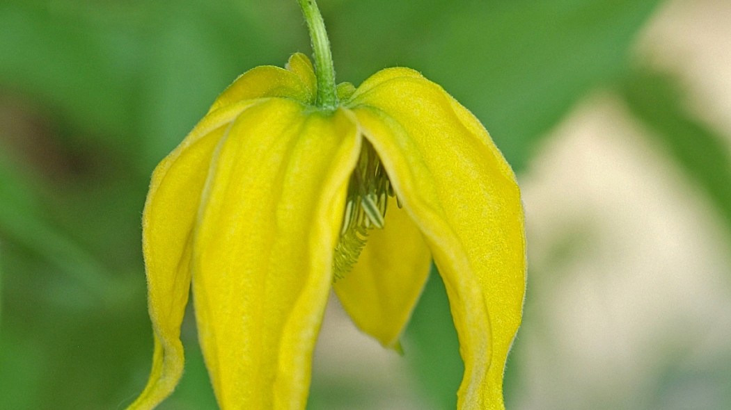 Powojnik tangucki 'Orange Peel', fot. iVerde