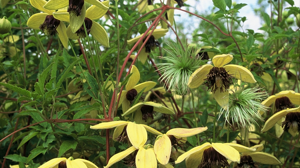 Powojnik tangucki 'Golden Tiara', fot. iVerde