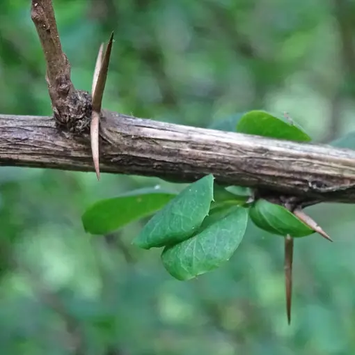 Berberys zwyczajny
