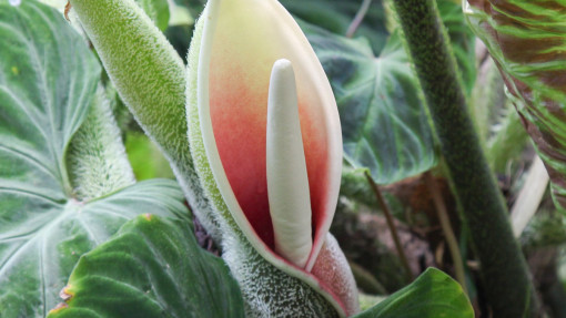 Filodendron