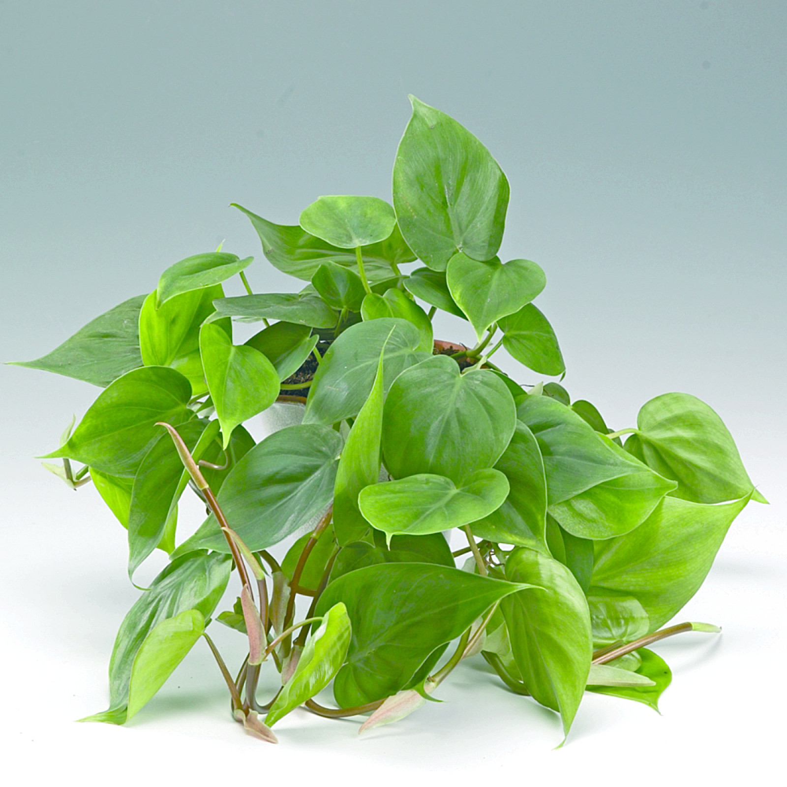 Filodendron (Philodendron) - opis, wygld, wymagania, uprawa i pielgnacja