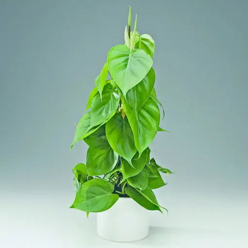 Filodendron pnący