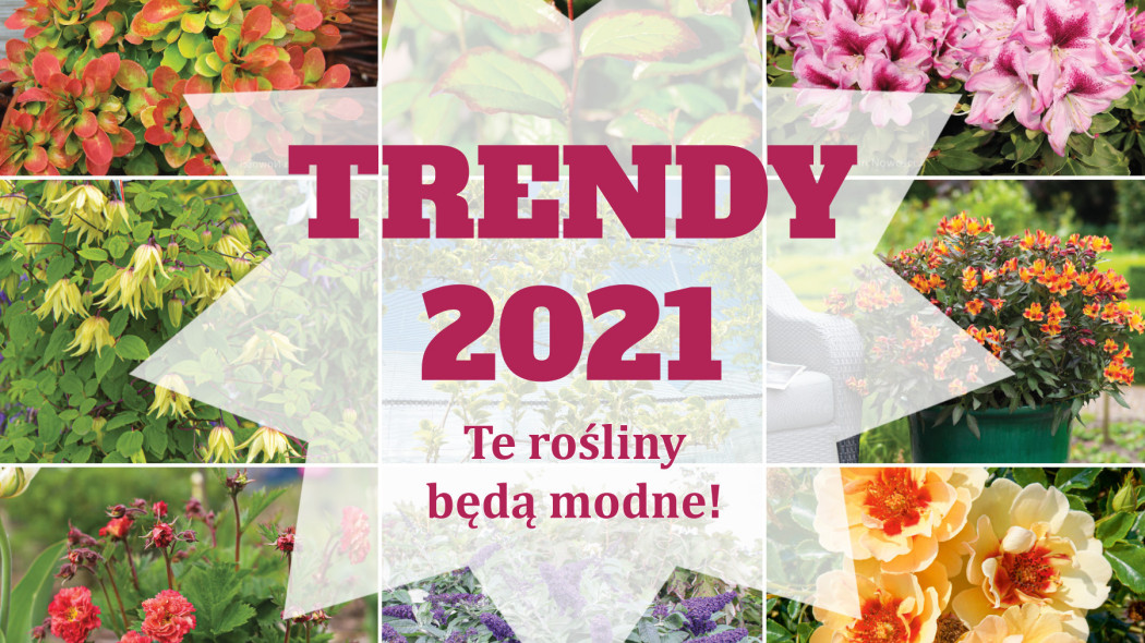 Trendy 2021 Te rośliny będą modne