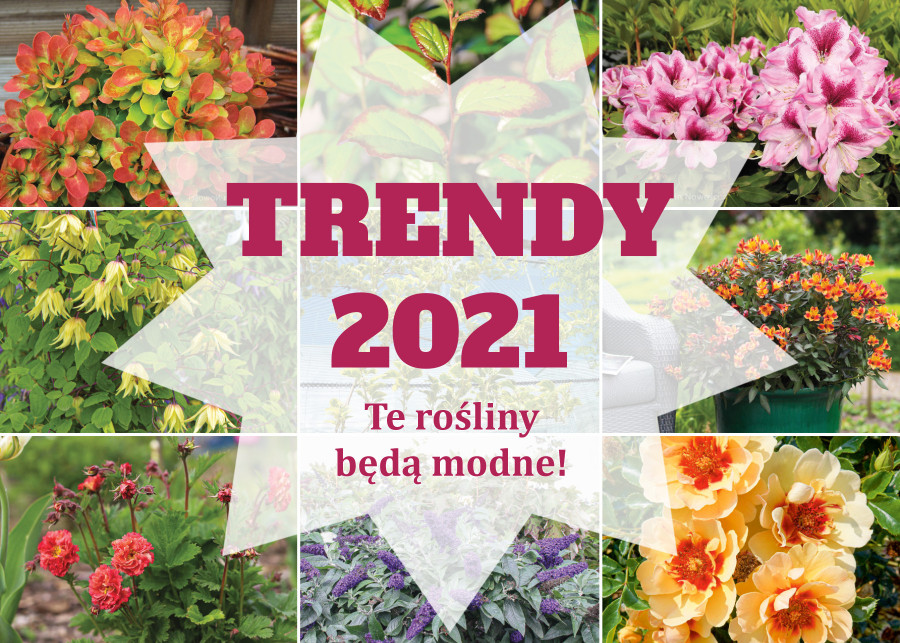 Trendy 2021 Te rośliny będą modne