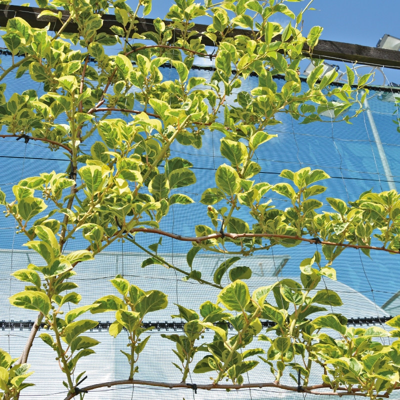 Aktinidia ostrolistna (Actinidia arguta) HOKEY POKEY