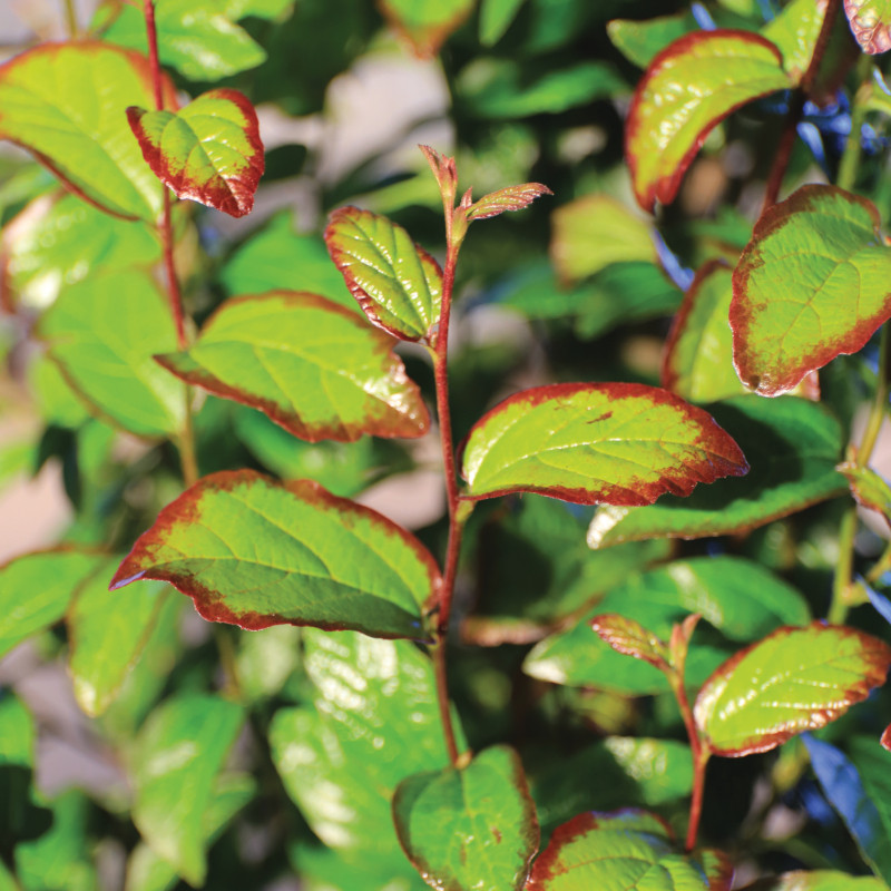 Parocja perska (Parrotia persica) Persian Spire ’JLPN01’