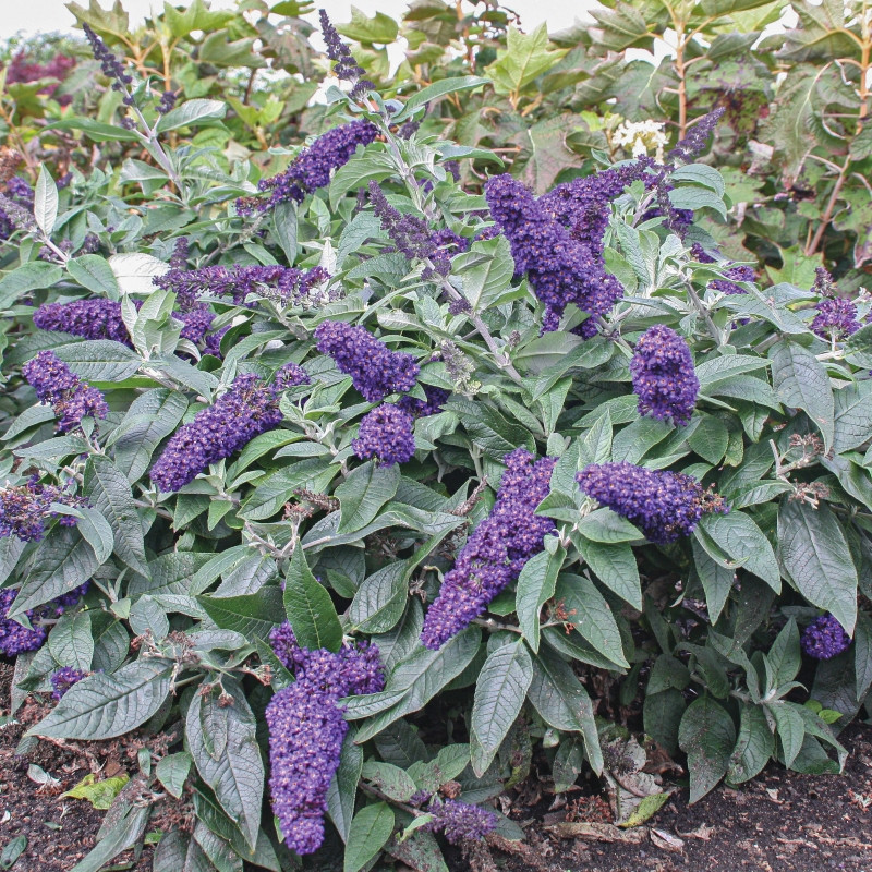 Budleja Davida (Buddleja davidii) ROCKETSTAR INDIGO® ’SMNBDBT’