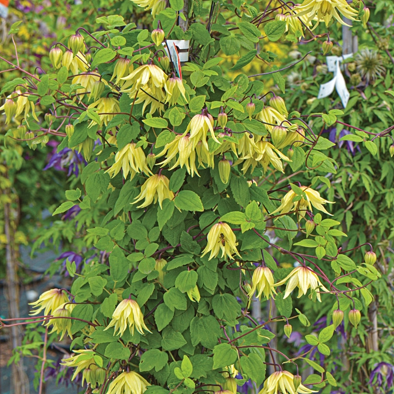 Powojnik (Clematis) ’Golden Dream’