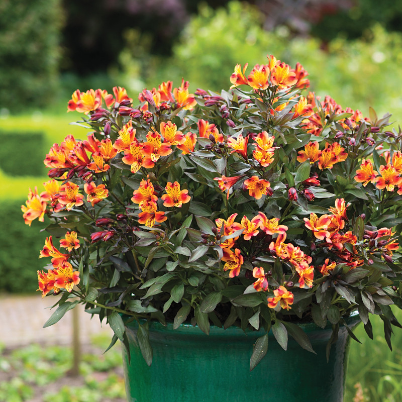 Alstremeria (Alstroemeria) INDIAN SUMMER® ’Tesronto’