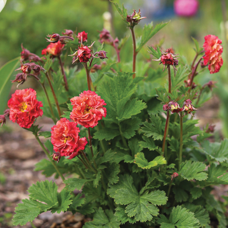 Kuklik (Geum)  ’Bohema Pink’