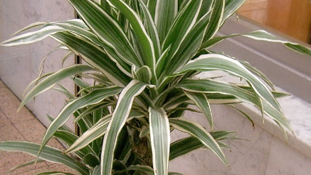 Dracena deremeńska, fot. KENPEI (CC BY-SA 3.0) - Wikimedia Commons