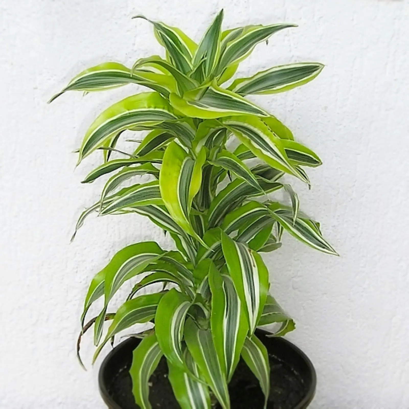 Dracena deremeska (Dracaena deremensis) - opis, wygld, wymagania, uprawa  i pielgnacja
