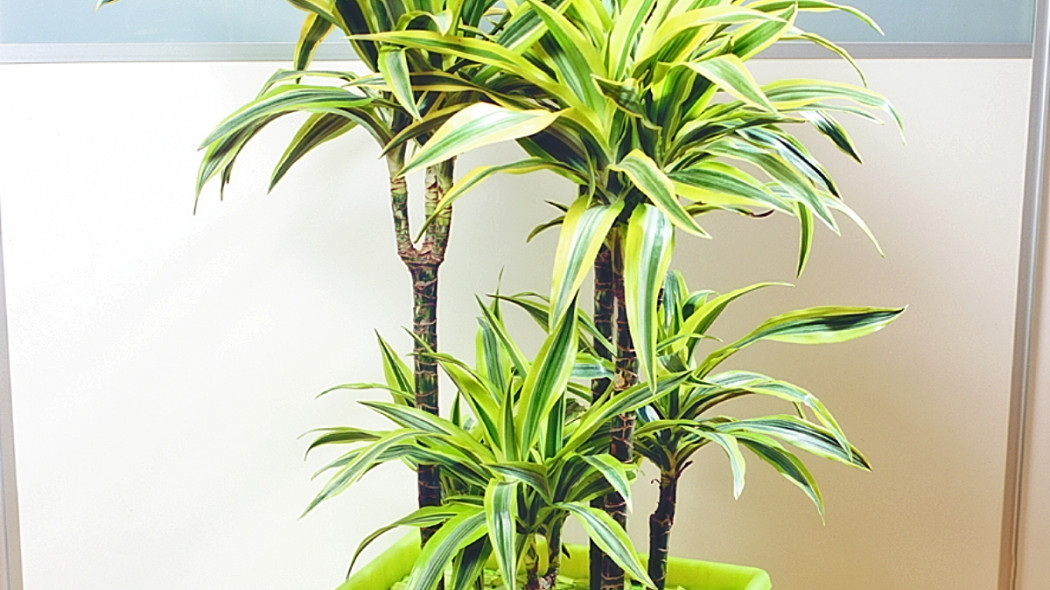 Dracena wonna, fot. Floradania.dk