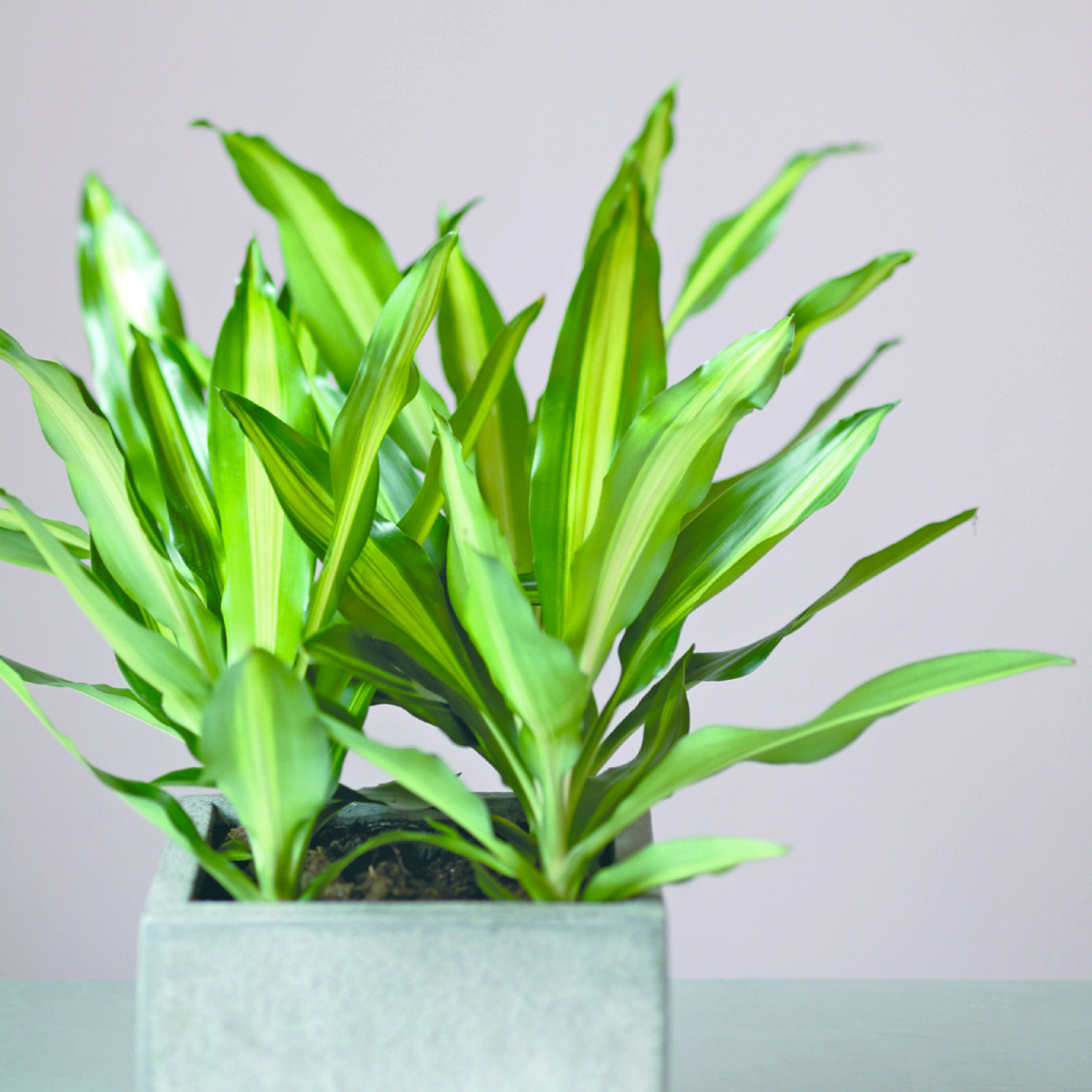 Dracena wonna (Dracaena fragrans) - opis, wygld, wymagania, uprawa i  pielgnacja