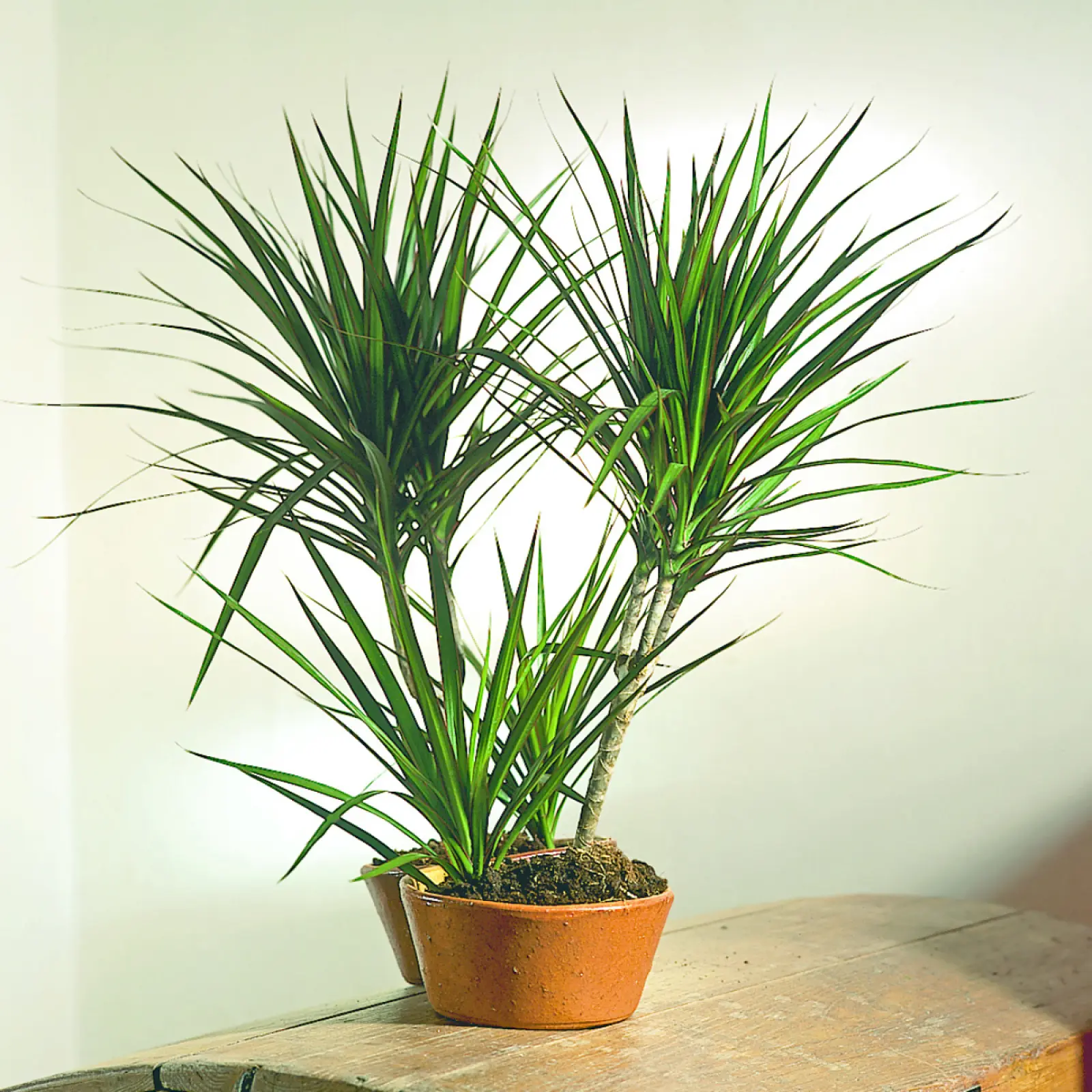 Dracena obrzeona (Dracaena marginata) - opis, wygld, wymagania, uprawa i  pielgnacja