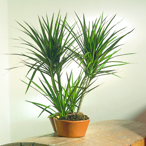 Dracena obrzeżona