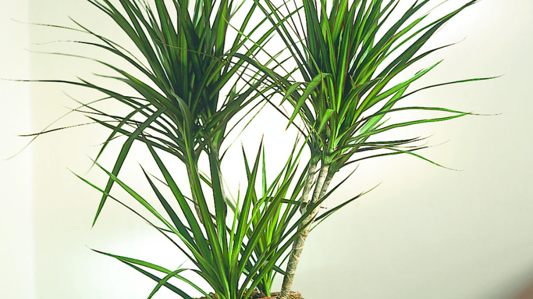 Dracena obrzeżona, fot. Floradania.dk