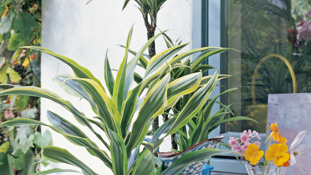 Dracena deremeńska, fot. Flower Council Holland