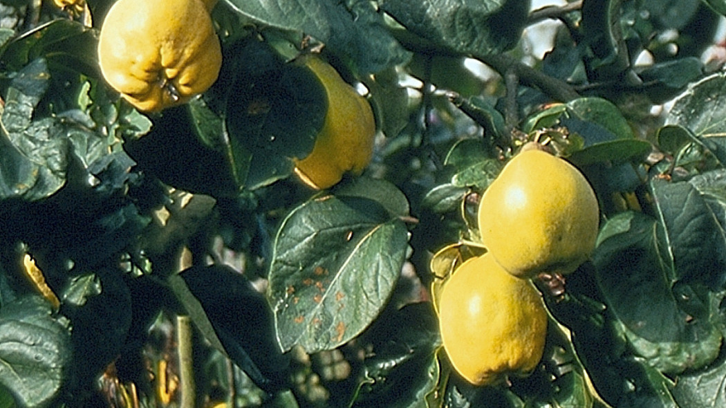 Pigwa pospolita 'Vranja', fot. iVerde