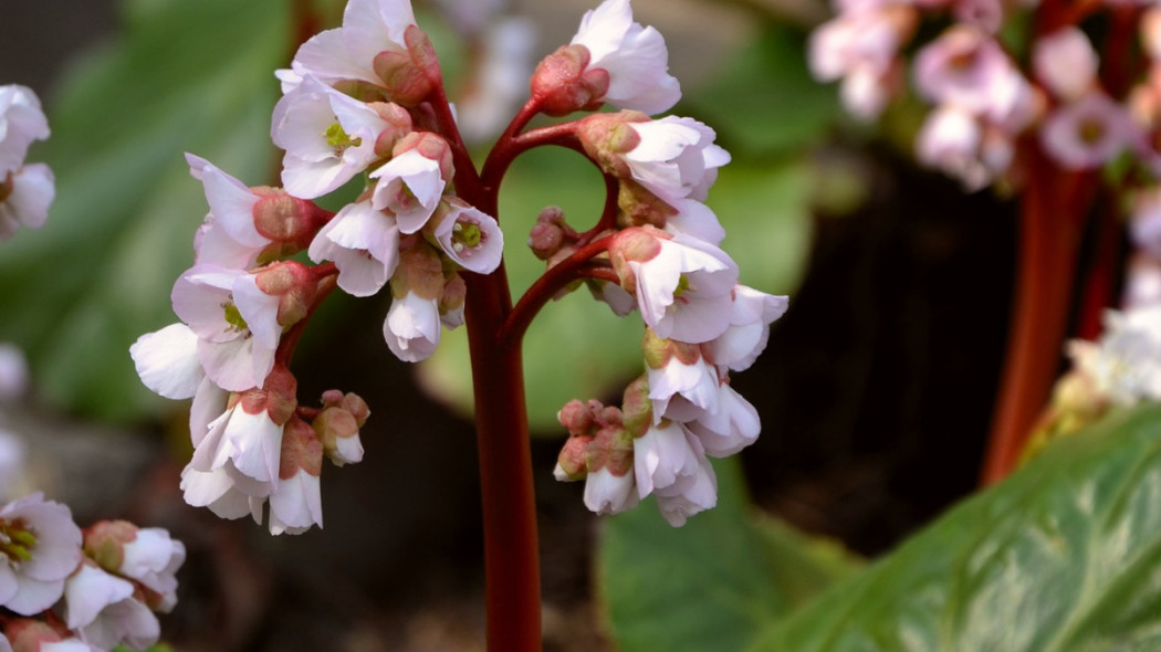 Bergenia sercowata, fot. congerdesign - Pixabay