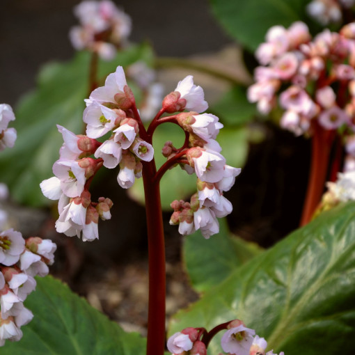 Bergenia sercolistna