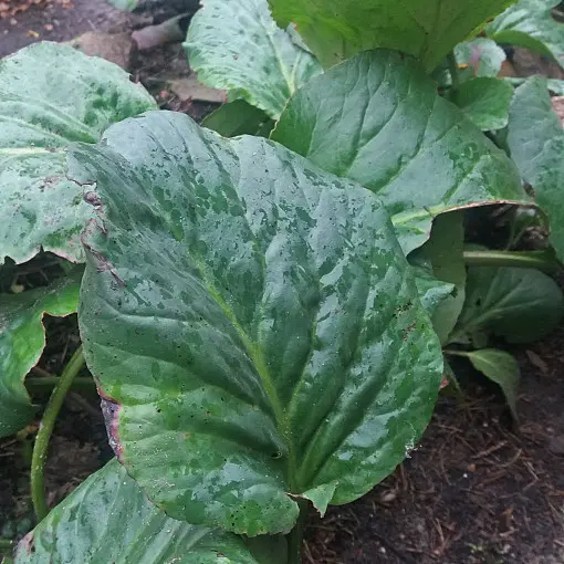Bergenia sercolistna