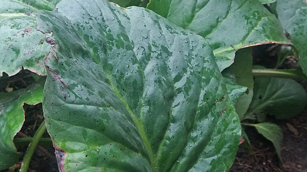 Bergenia sercowata, fot. Katarzyna Jeziorska