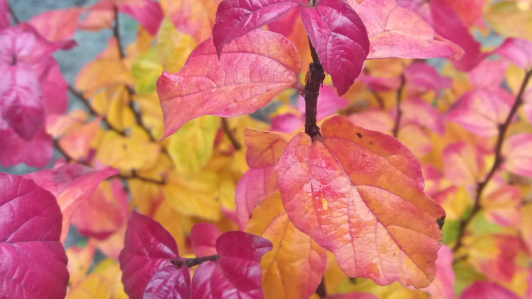 Parrotia persica 'Persian Spire' jesienią, fot. Katarzyna Jeziorska