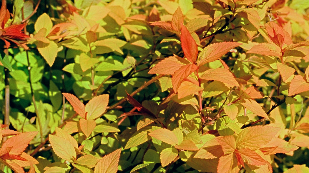 Tawuła japońska 'Goldflame', fot. iVerde