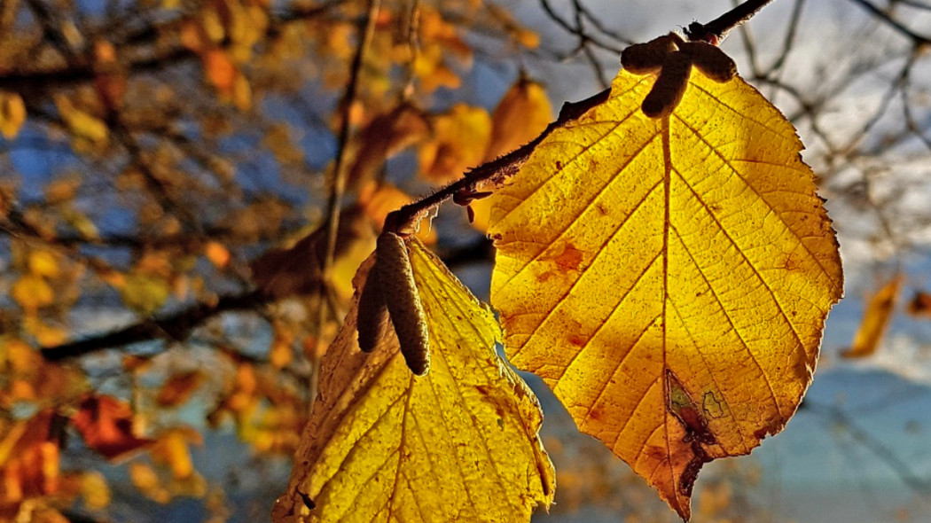 Leszczyna pospolita jesienią, fot. stux - Pixabay