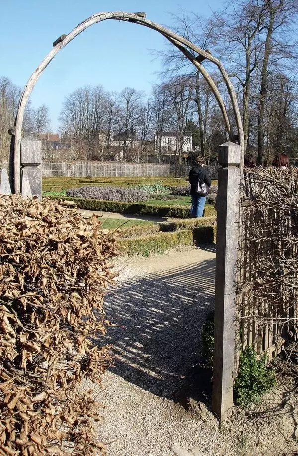 Żywopłot z grabu zimą, fot. M. Szymańska