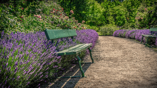 Ogród z lawendą | 15 inspirujących pomysłów na aranżacje