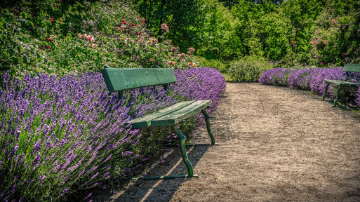 Ogród z lawendą | 15 inspirujących pomysłów na aranżacje