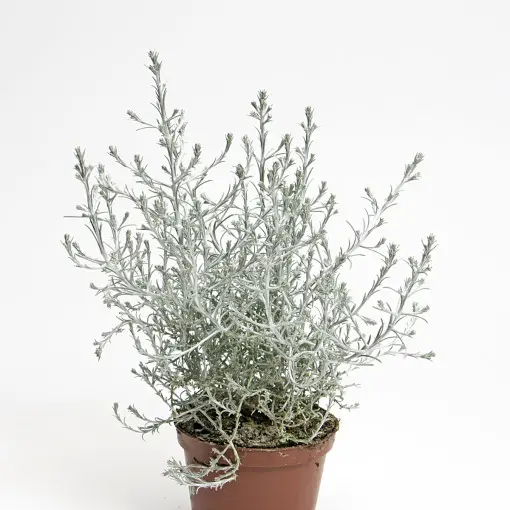 Kalocefalus Browna