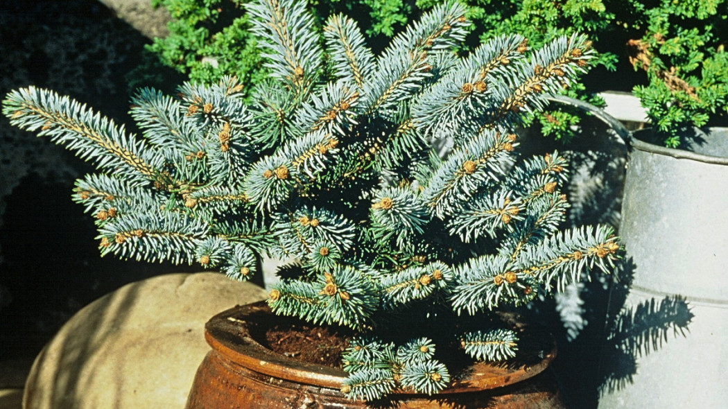 Świerk kłujący 'Glauca Globosa', fot. iVerde