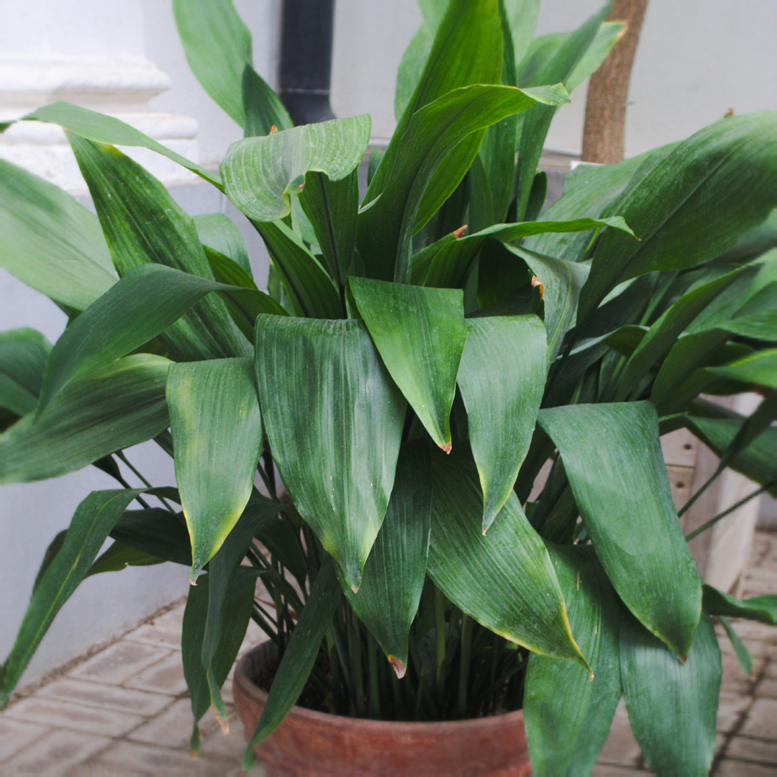 Aspidistra wyniosa (Aspidistra elatior) - opis, wygld, wymagania, uprawa  i pielgnacja