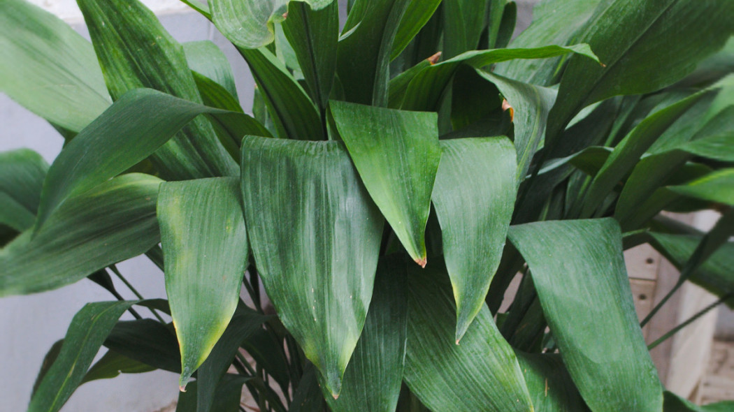 Aspidistra wyniosla, fot. Jungle Rebel - Flickr