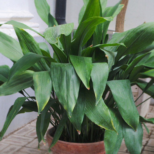 Aspidistra wyniosła