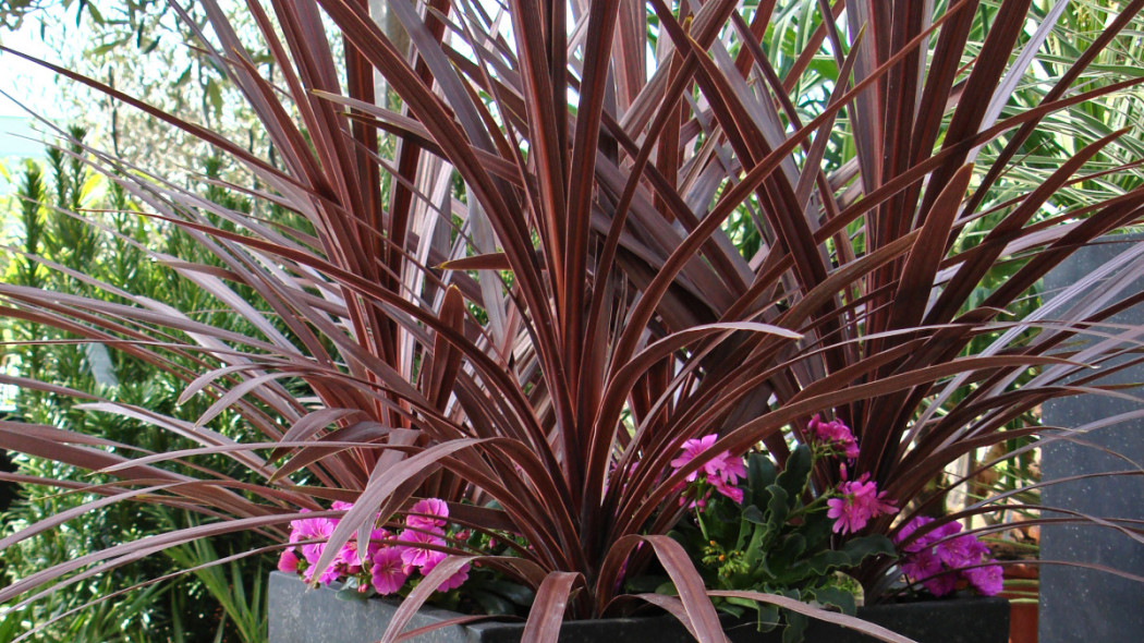 Kordylina australijska 'Purpurea', fot. Flower Council Holland