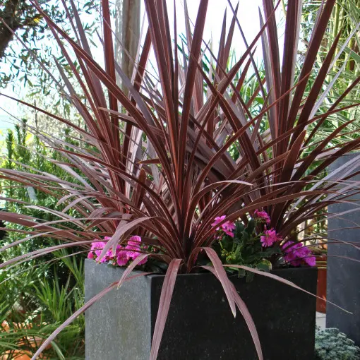 Kordylina australijska 'Purpurea'